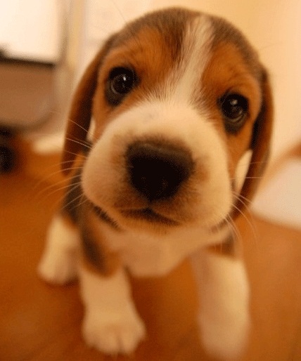 puppy.jpg