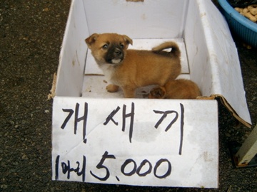 한마리5000.jpg