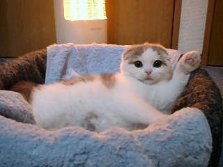 cat_temp.jpg