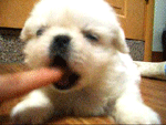 어제 귀여운 움짤 많이 받아놨는뎅!