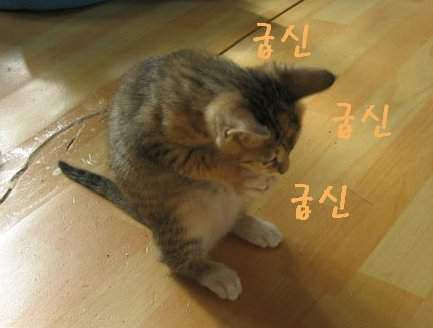 굽신굽신.jpg