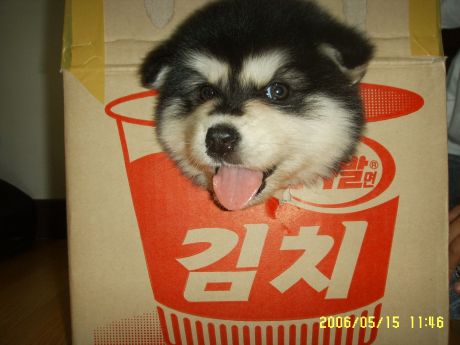 허숙사발면.jpg