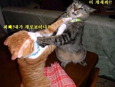 개객끼.jpg
