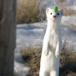 늅늅님