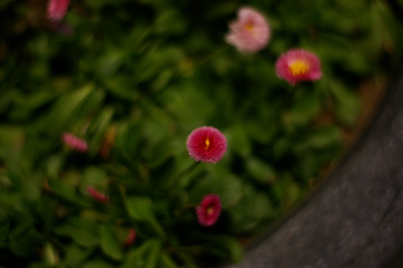 IMGP9520.JPG