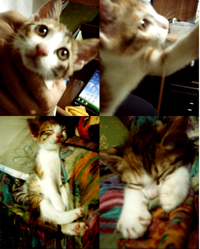 냥이.jpg