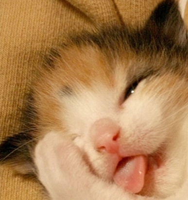 고냥이 메렁.jpg