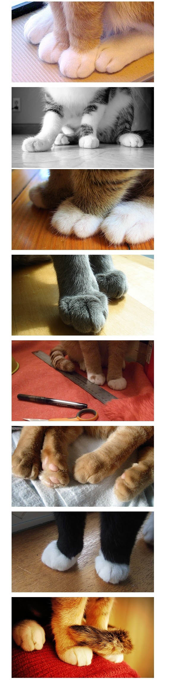 neko1.jpg