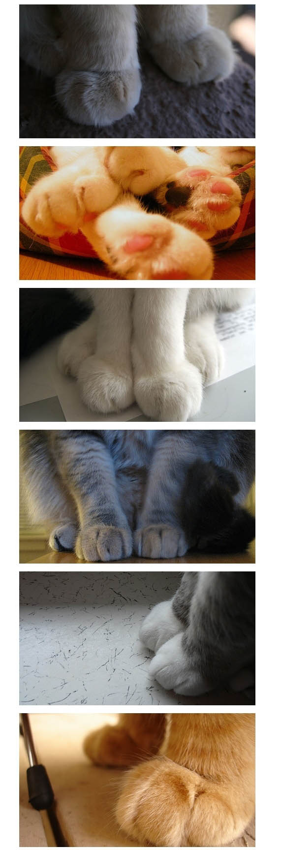 neko2.jpg
