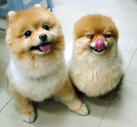 naver_com_20110208_110520.png