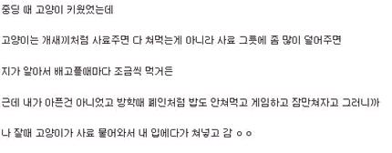 고양이사료.JPG