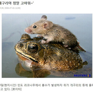 근데 짤방이 업넹
