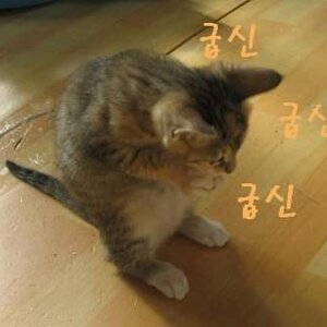 나 다시 돌아왔따.