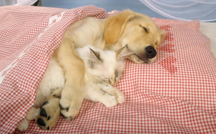 강아지+고양이.jpg