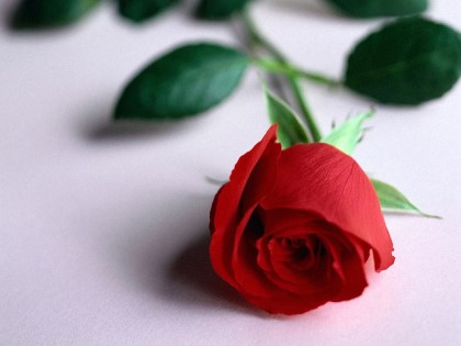 rose3800.jpg