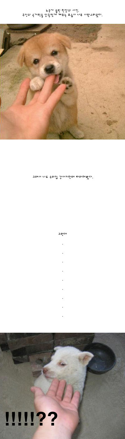 우리집개새끼.jpg