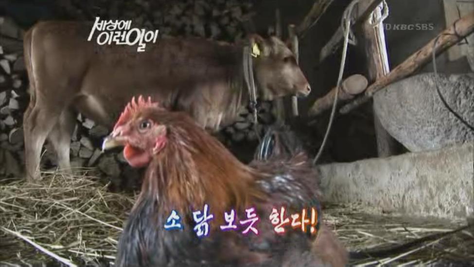 소닭.JPG