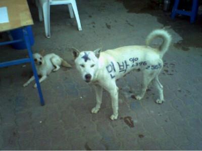 광고견.JPG