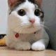 1806900.gif