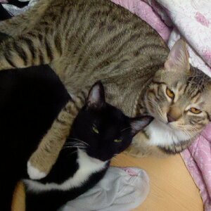 고양이