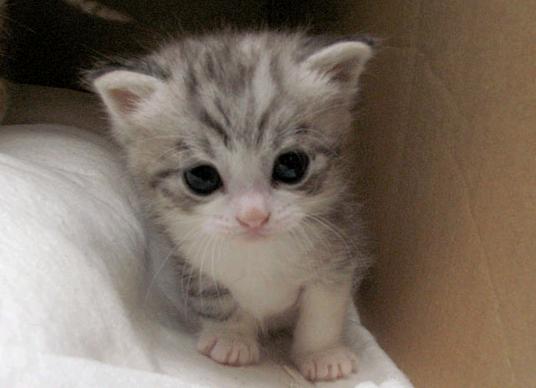 고양이.JPG