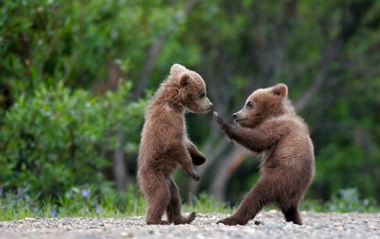bear.jpg