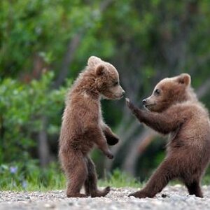 ㅇㅇ 복근곰