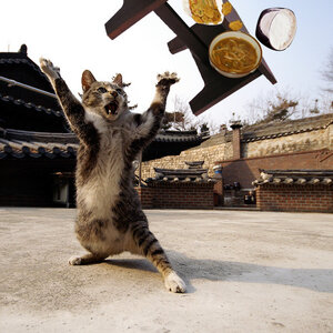 야이 덕후들앙