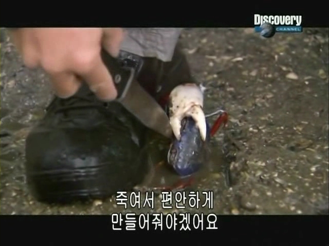 [DC] 인간과 자연의 대결2 - 베어의 식사.CATV.XviD.avi_000672705.jpg