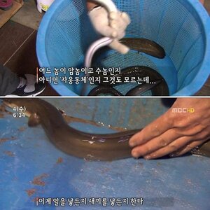 장어의 비밀.jpg