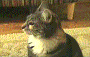 부릅.gif