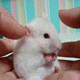 ham.gif