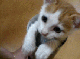 크기변환_귀염.gif