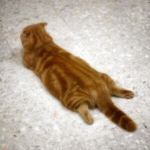 귀여운 짤