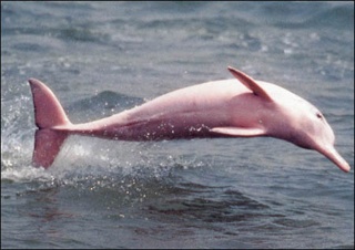 pinkdolp.jpg