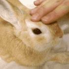 토끼도 화나면 무섭다.gif