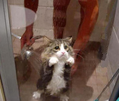 funny-cat-shower.jpg