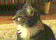cat.gif