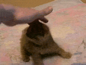 고양이 짤