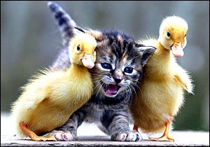 _깡패오리_gangster-ducks_i_want_don.jpg