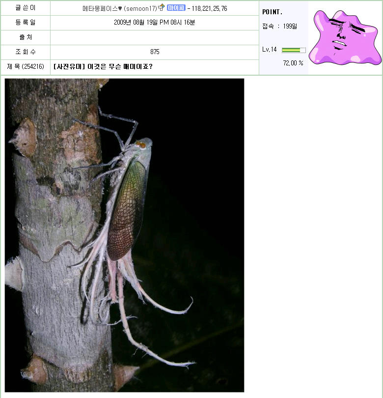 매미.jpg