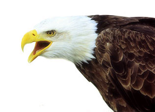 eagle2_300.jpg