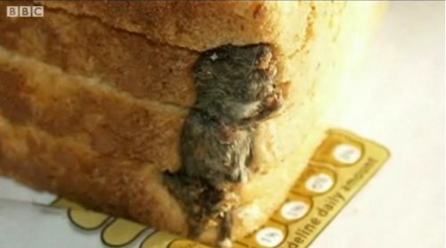 영국식빵쥐2.jpg