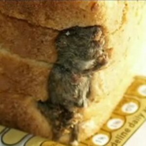식빵쥐...