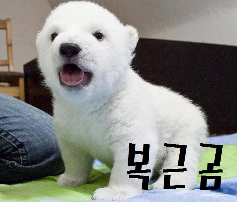 북극곰~3.JPG