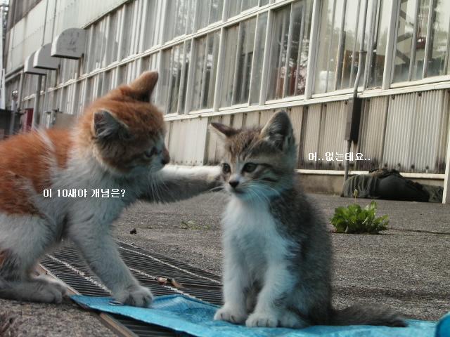 t cat.jpg