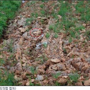 고양이찾기 늬들이 모르는 동물이 하나더 있음