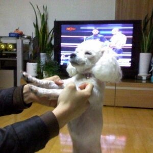 ㅎㅎ 친구네 집 개