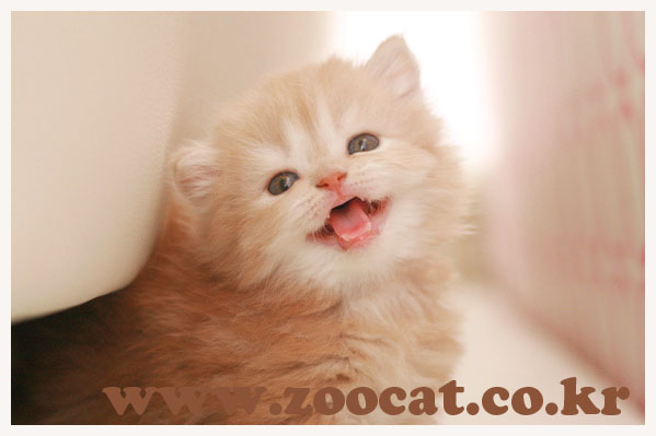 2-2_silva001_zoocat_.jpg