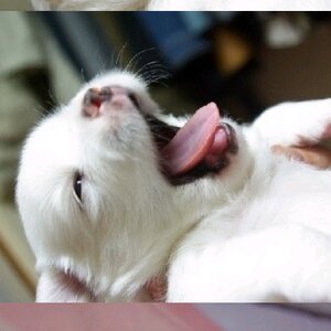 악마의 고양이 아니에여 ㅠ
